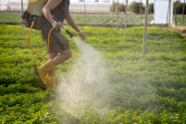 Best Ant Control Services  in Mcallen, TX