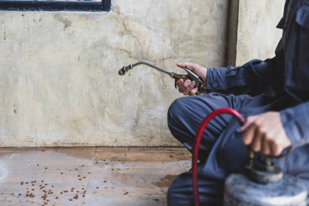 Best Pest Control Treatment  in Mcallen, TX